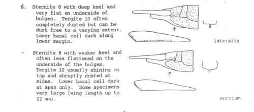 Tipula divers